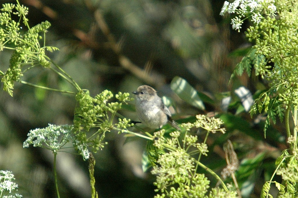 Bushtit, 2005-06132514 Rancho Guadalupe Dunes State Preserve, CA.jpg - Bushtit, Rancho Guadalupe State Park, CA, 2005